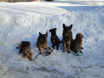 From left to right Sully a female Airdale Brenna a female GSD Dulcy a Black lab Pittbull mix Fanto a male GSD AND Ruffy a male Goldendoodle