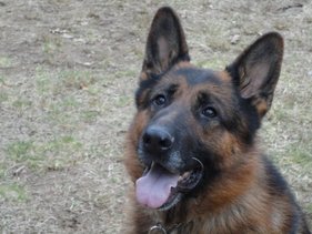 Fanto my 4-1/2 year old adopted male German  Shepherd Dog.